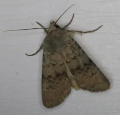 Hairy Euxoa Moth thumbnail 3
