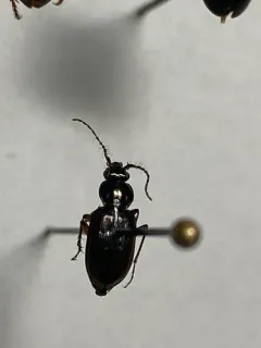 Loricera foveata thumbnail 3