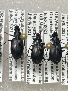 Anchomenus aeneolus thumbnail 2