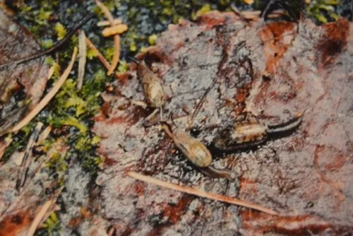 Marbled Jumping-slug