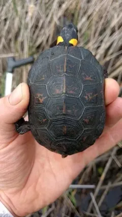 Bog Turtle thumbnail 2