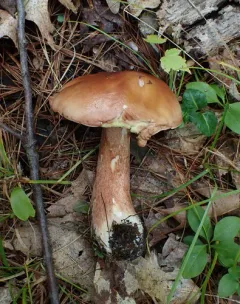 almost bluing king bolete thumbnail 3