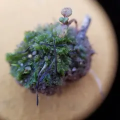 Field Hornwort thumbnail 1