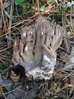 Ramaria fumigata thumbnail 3