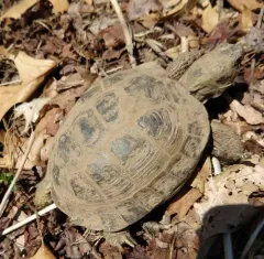 Afghan Tortoise thumbnail 2