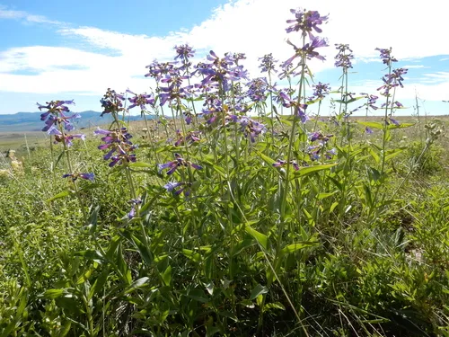 Watson's Penstemon