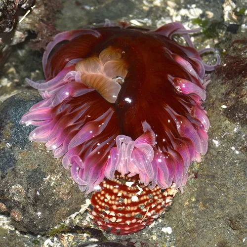 Sand Rose Anemone