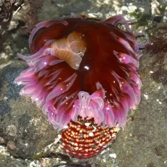 Sand Rose Anemone thumbnail 1
