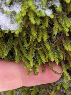 Rugel's anomodon moss thumbnail 2