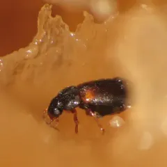 Proteinus basalis thumbnail 2