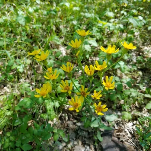 Tall western groundsel