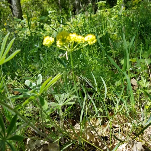 Ternate Desert-parsley