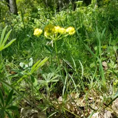 Ternate Desert-parsley thumbnail 1