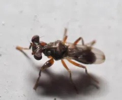 Sphyracephala subbifasciata thumbnail 3