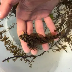 Longfin Sculpin thumbnail 2