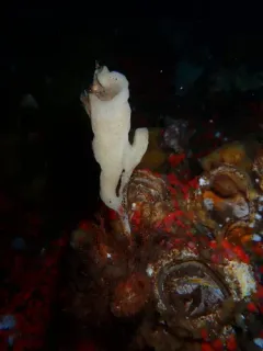 trumpet sponge thumbnail 3