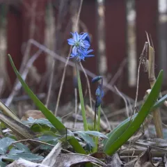 Siberian squill thumbnail 4