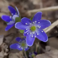 sharp-lobed hepatica thumbnail 3