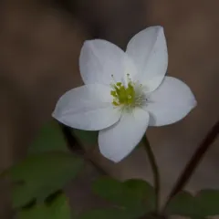 false rue anemone thumbnail 4