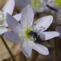 Deep-blue Sweat Bee thumbnail 4