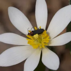 bloodroot thumbnail 3
