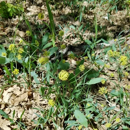 Barestem Biscuitroot
