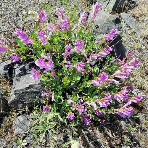 Barrett's Beardtongue