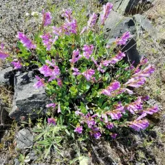 Barrett's Beardtongue thumbnail 1