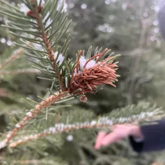 Douglas Fir Adelgid thumbnail 3
