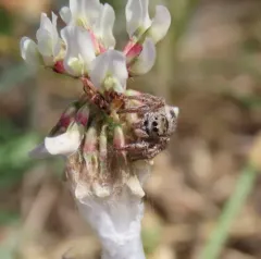 Habronattus captiosus thumbnail 3