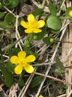 Gorman's Buttercup thumbnail 2