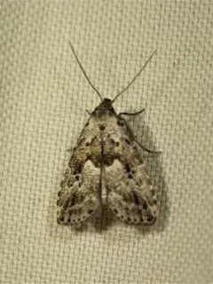Franclemont's Hypenodes Moth thumbnail 2