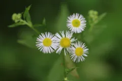 Phytomyza erigeronis thumbnail 2