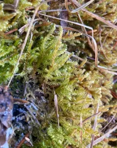 Tomentypnum falcifolium thumbnail 2