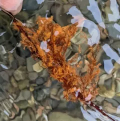Dasysiphonia japonica thumbnail 2