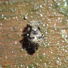 Pteroxanium kelloggi thumbnail 1