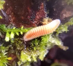 Octoglena anura thumbnail 2