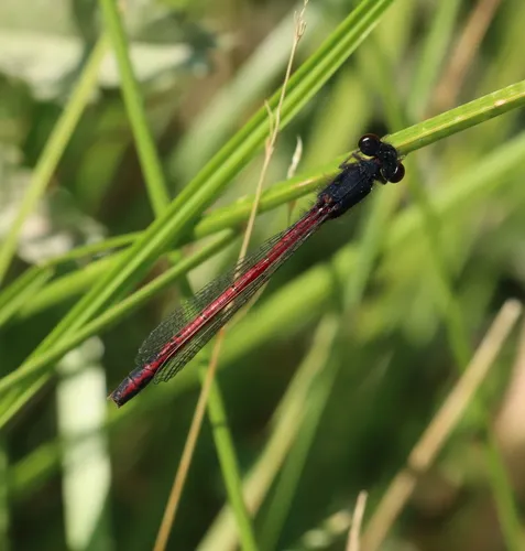 Western Red Damsel