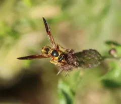Boll's Potter Wasp thumbnail 3