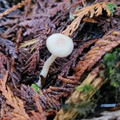 Clitocybe deceptiva thumbnail 3