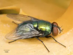 Common European Greenbottle Fly thumbnail 2