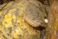 Gammarus tigrinus thumbnail 3