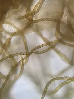 Oligonema favogineum thumbnail 2