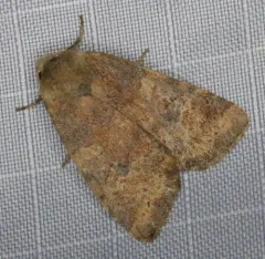 Poplar Catkin Sallow thumbnail 4