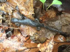 Small-mouthed Salamander thumbnail 2