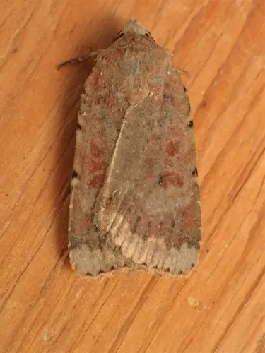 Abagrotis nefascia