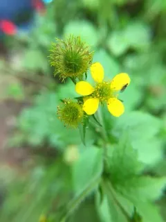 Rough-fruited buttercup thumbnail 4