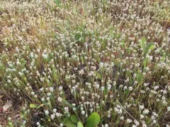 dot-seed plantain thumbnail 4
