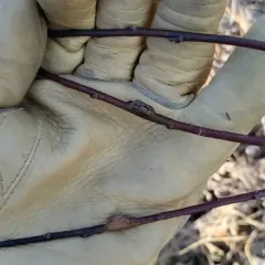 Neolasioptera cornicola thumbnail 4
