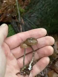 Rhodocybe aureicystidiata thumbnail 2